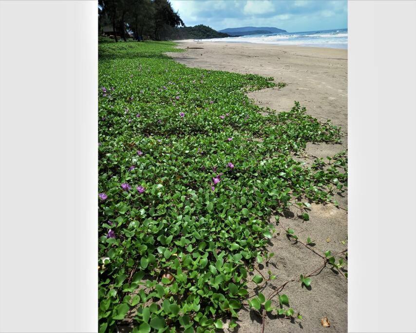 Cockerel Homestay - Traditional Beach Village - Goa Canacona Εξωτερικό φωτογραφία